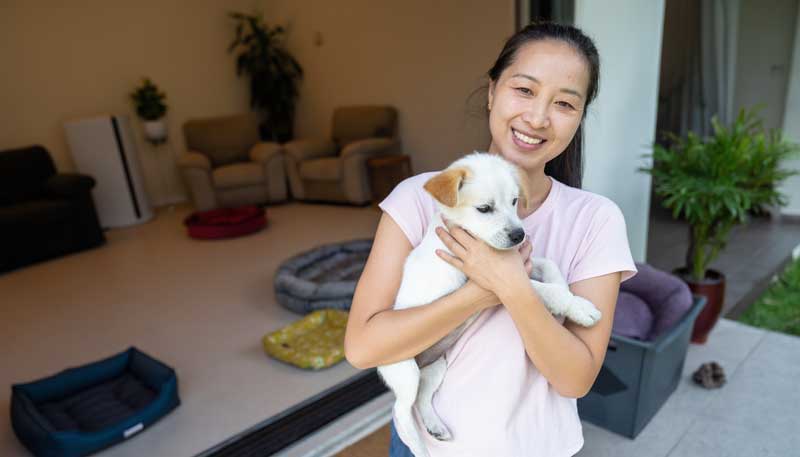 Pet Comfort Solutions